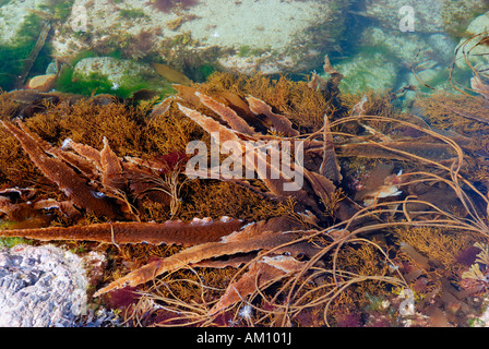 Kelp wächst in felsigen Gezeiten-Teich an der Küste des Atlanitic Meeres in Donegal, Irland Stockfoto