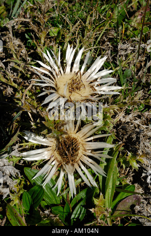 Blumen von Carlina Acaulis L. Asteraceae befreiende Samen Stockfoto