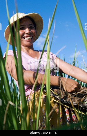 Lachend Landwirte Frau, natürlichen Dünger auf einem Reisfeld, Takeo Province, Kambodscha Stockfoto