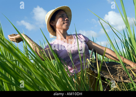 Bauern-Frau, natürlichen Dünger auf einem Reisfeld, Takeo Province, Kambodscha Stockfoto