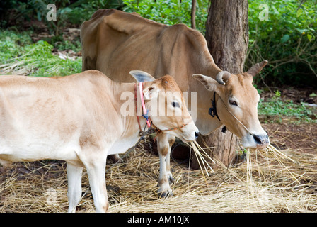 Kühe auf dem Bauernhof Essen Heu, Takeo Province, Kambodscha Stockfoto