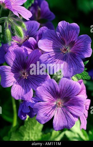 Blühende breit-petaled Storchschnabel (Geranium Platypetalum) Stockfoto