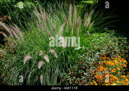 Chinesischen Brunnen Rasen (Lampenputzergras Alopecuroides) (Compressum Lampenputzergras) Stockfoto