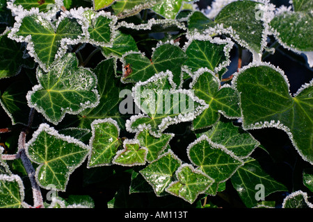 Gemeinsamen Efeu - Englisch Efeu - Efeu - Blättern bedeckt mit Raureif (Hedera Helix) Stockfoto