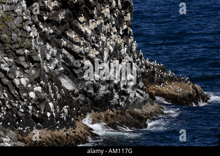 Basaltfelsen mit Dreizehenmöwen (Larus Tridactylus) - Zucht Kolonie an der vulkanischen Küste von Island - Snaefellsnes Halbinsel, ich Stockfoto