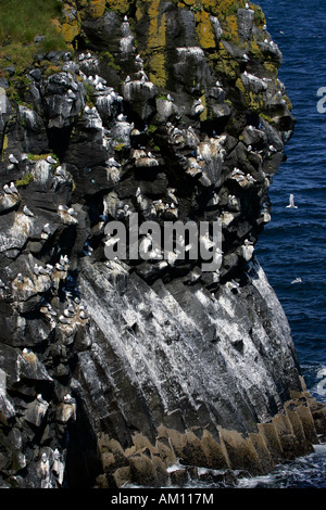 Basaltfelsen mit Dreizehenmöwen (Larus Tridactylus) - Zucht Kolonie an der vulkanischen Küste von Island - Snaefellsnes Halbinsel, ich Stockfoto