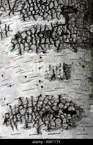 Europäische weiße Birke - Silver Birch - Barke der Toten Birke (Betula Pendel) Stockfoto