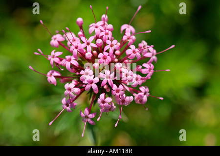 Blühende kaukasische Crosswort (Phuopsis Stylosa) Stockfoto