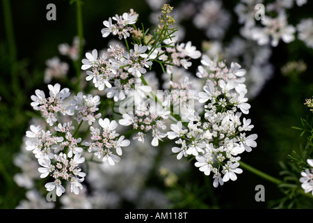 Blühende Koriander (Coriandrum Sativum) Stockfoto