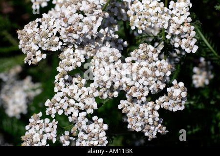 Gemeinsame blühende Schafgarbe - Heilpflanze (Achillea Millefolium SSP Millefolium) Stockfoto