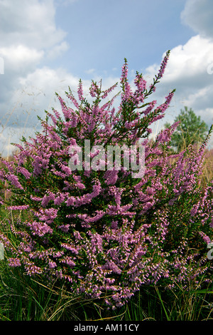 Blühende Heidekraut (Calluna Vulgaris) Naturschutzgebiet Lueneburg Heath, Niedersachsen, Deutschland, Europa, Stockfoto