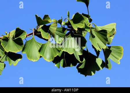 Ginkgo-tausend Baum - Zweig mit Blättern (Ginkgo Biloba) Stockfoto