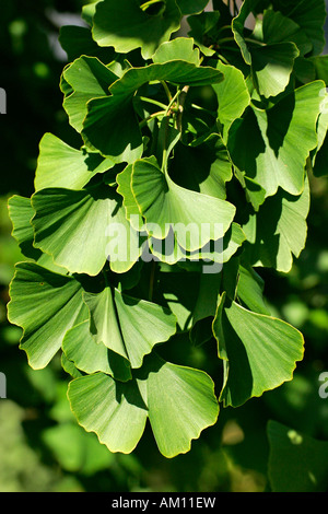 Ginkgo-tausend Baum - Zweig mit Blättern (Ginkgo Biloba) Stockfoto