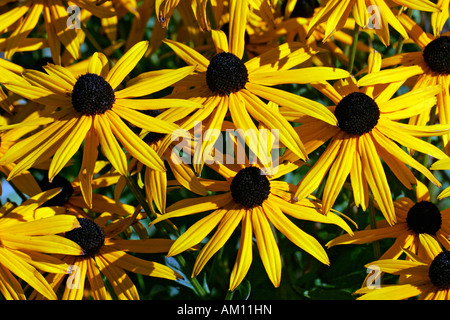Blühende Kegel Blume Sorte Goldsturm (Rudbeckia Fulgida var. Sullivantii Sorte Goldsturm) Stockfoto