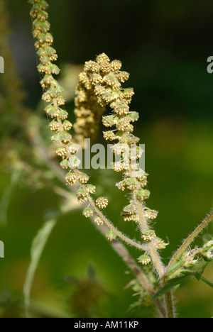 Ambrosie, Ambrosia artemisiifolia Stockfoto