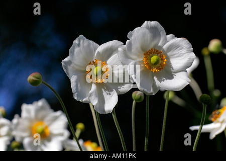 Blühende japanische Anemone Sorte Honorine Jobert (Anemone X hybrida Honorine Jobert) Stockfoto