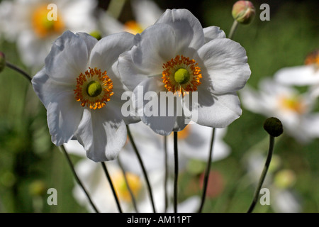 Blühende japanische Anemone Sorte Honorine Jobert (Anemone X hybrida Honorine Jobert) Stockfoto