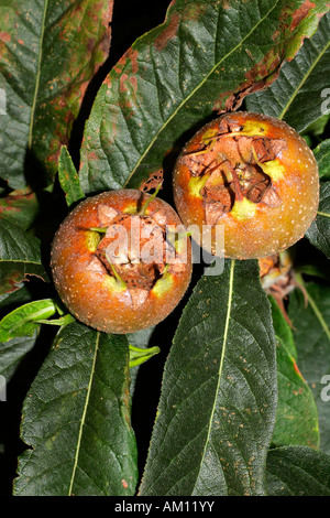 - Früchte - Blätter - gemeinsame Mispel - Mispelbaum (canescens Germanica) Stockfoto