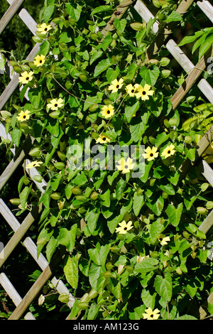 Blume, schwarzäugige Susanne Thunbergia Alata, Pflanzen, kultivierten
