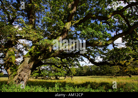 Sehr starke und alte Eiche - pedunculate Eiche (Quercus Robur) Stockfoto