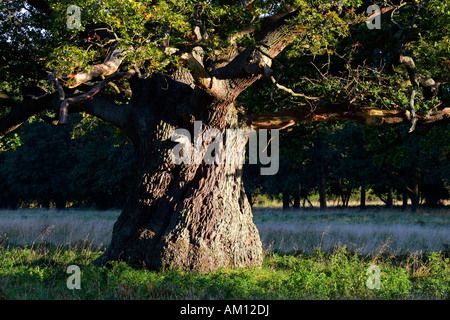 Sehr starke und alte Eiche - Big Baumstamm - pedunculate Eiche (Quercus Robur) Stockfoto