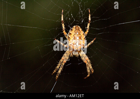 Überqueren Sie Spinder - Kreuz Orbweaver - Spinnennetz - Europäische Gartenkreuzspinne (Araneus Diadematus) Stockfoto