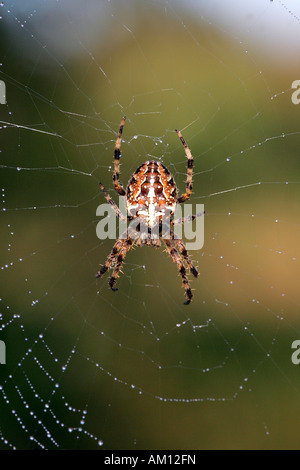 Spinne - Spinnennetz mit Tautropfen - Kreuz, Kreuz Orbweaver - Europäische Gartenkreuzspinne (Araneus Diadematus) Stockfoto