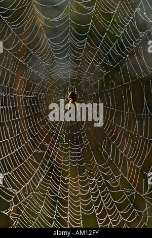 Spinne - Spinnennetz mit Tautropfen - Kreuz, Kreuz Orbweaver - Europäische Gartenkreuzspinne (Araneus Diadematus) Stockfoto