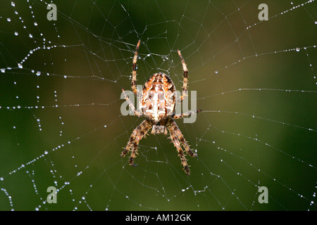 Spinne - Spinnennetz mit Tautropfen - Kreuz, Kreuz Orbweaver - Europäische Gartenkreuzspinne (Araneus Diadematus) Stockfoto