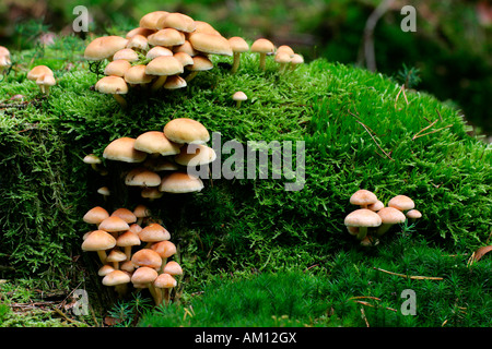Sulphur Tuft - Schwefel Büschel - Pilze auf einen Stub moosbedeckten - Fliegenpilz (Grünblättriger Fasciculare) Stockfoto