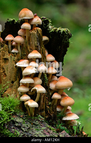 Pilze auf einem alten Baumstumpf (Grünblättriger Capnoides) Stockfoto