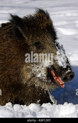 Gähnende Wildschwein im Winter (Sus Scrofa) Stockfoto