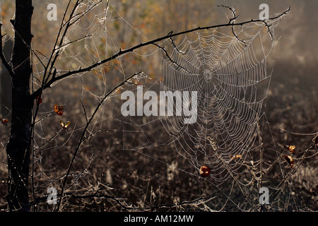 Gelingt mit Tautropfen - cross-Orbweaver - cross Spider - Europäische Gartenkreuzspinne (Araneus Diadematus) Stockfoto