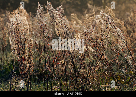 Spinnweben mit Tautropfen im Morgenlicht Stockfoto