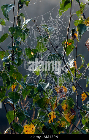 Spinne - Spinnennetz mit Tautropfen - Kreuz, Kreuz Orbweaver - Europäische Gartenkreuzspinne (Araneus Diadematus) Stockfoto