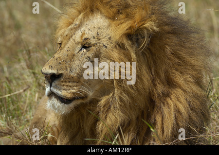 Löwe (Panthera Leo), Porträt des alten Mähne Löwe, Masai Mara, Kenia Stockfoto