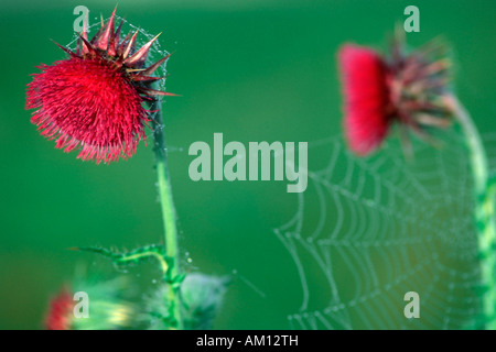 Blühende Nickende Distel (Blütenstandsboden Nutans) Stockfoto