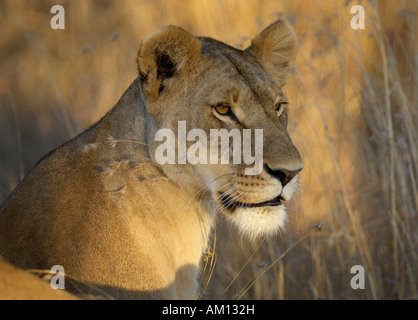 Löwe (Panthera Leo), Porträt von Löwin, Masai Mara, Kenia Stockfoto