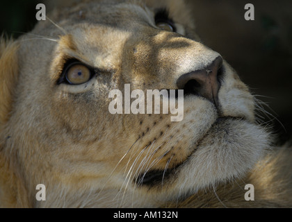 Löwe (Panthera Leo), Porträt des jungen Löwen, Masai Mara, Kenia Stockfoto