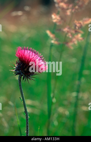 Blühende Nickende Distel (Blütenstandsboden Nutans) Stockfoto
