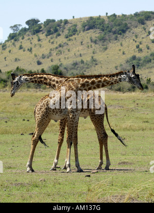 Masai-Giraffen (Giraffe Giraffe), zwei junge Kampfstiere, Masai Mara, Kenia Stockfoto