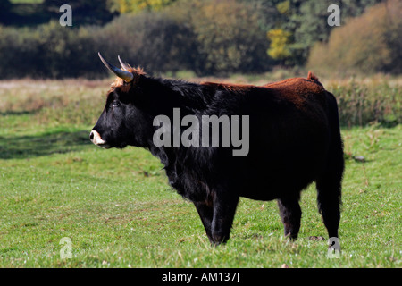 Heck-Rinder - Heck-Rinder - grasende Kuh (Bos Primigenius F. Taurus) Stockfoto