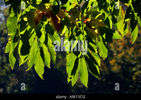 Spanische Kastanie - Edelkastanie - Blätter in Herbstfärbung - bunte Laub (Castanea Sativa) Stockfoto