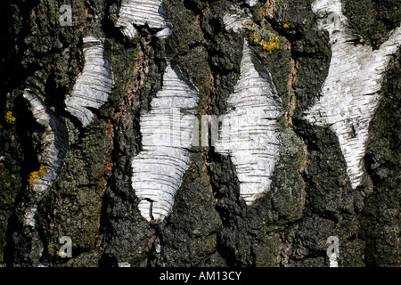 Europäische weiß - Birke - Birkenrinde eine alte Birke (Betula Pendel) Stockfoto