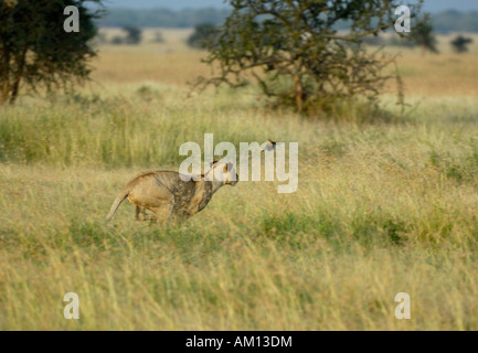 Löwe (Panthera Leo), Jagd Löwin Angriff auf Beute, Western Corridor, Serengeti, Tansania Stockfoto