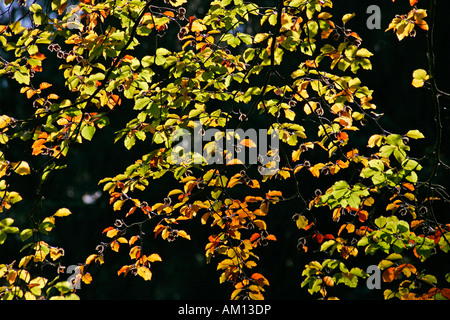 Rotbuche - Buche - Blätter in Herbstfärbung - bunte Laub (Fagus Sylvatica) Stockfoto