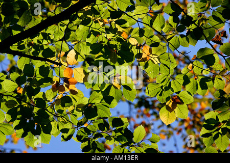 Rotbuche - Buche - Blätter in Herbstfärbung - bunte Laub (Fagus Sylvatica) Stockfoto