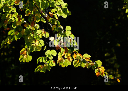 Rotbuche - Buche - Blätter in Herbstfärbung - bunte Laub (Fagus Sylvatica) Stockfoto