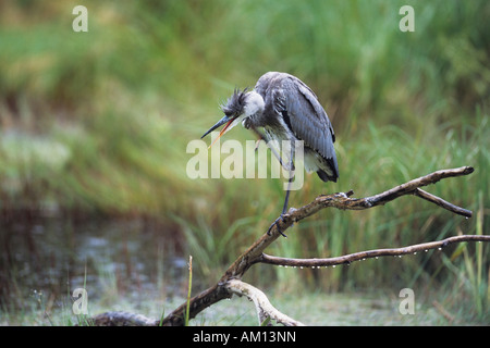 Graureiher (Ardea Cinerea), Reiher stehen auf Ast bei Regen, Juveline. Stockfoto