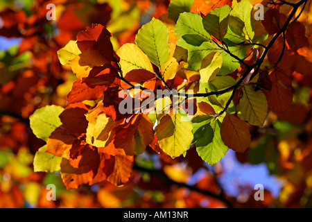 Rotbuche - Buche - Blätter in Herbstfärbung - bunte Laub (Fagus Sylvatica) Stockfoto